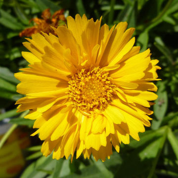 Image of largeflower tickseed