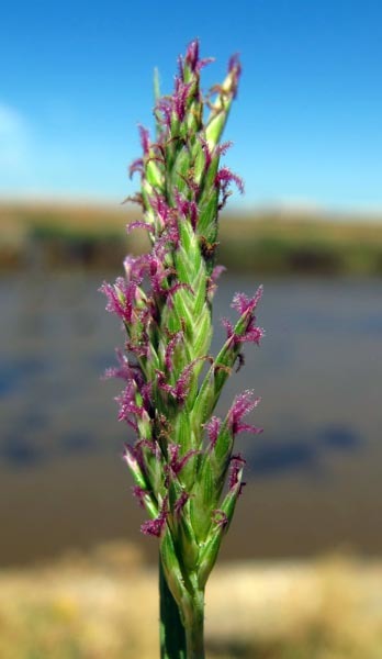 Image of saltgrass