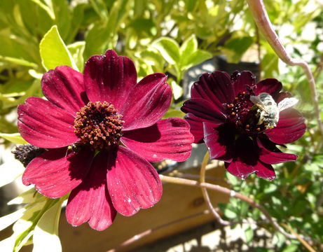 Image of Chocolate Cosmos