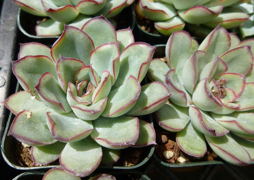 Image of Echeveria pulidonis Walther