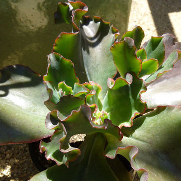 Plancia ëd Echeveria gibbiflora DC.