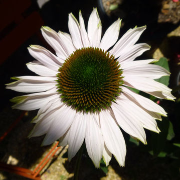 Imagem de Echinacea purpurea (L.) Moench