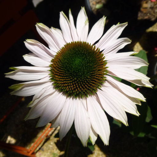 Image of eastern purple coneflower