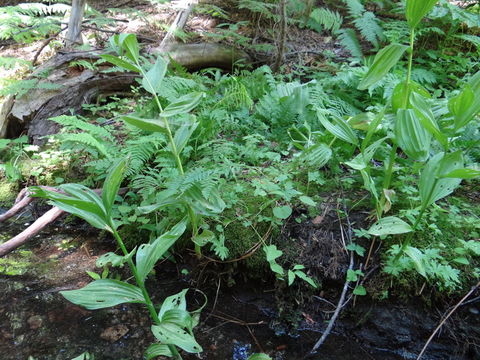 Imagem de Botrychium montanum Wagner