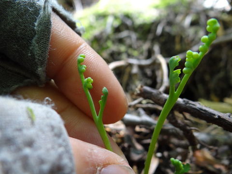 Imagem de Botrychium montanum Wagner