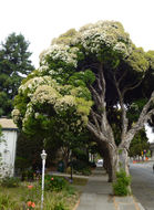 Image of cajeput tree