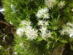 Image of cajeput tree