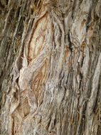 Image of cajeput tree