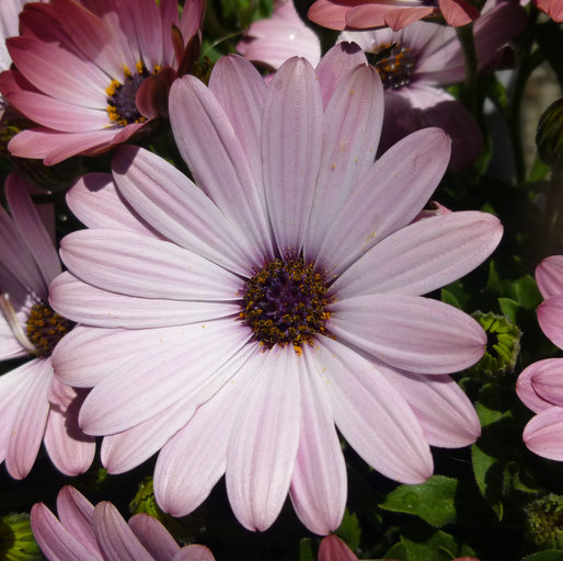 Image of daisybush