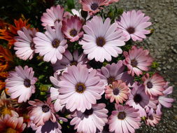 Image of daisybush