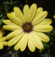 Image of daisybush