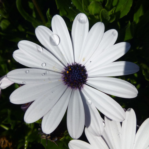 Image of daisybush