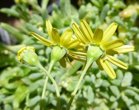 Image of <i>Othonna capensis</i>