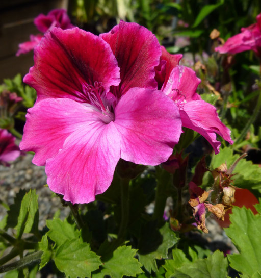 Image of regal pelargonium