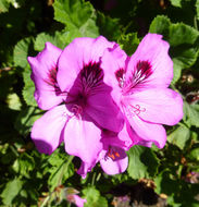 Image of regal pelargonium