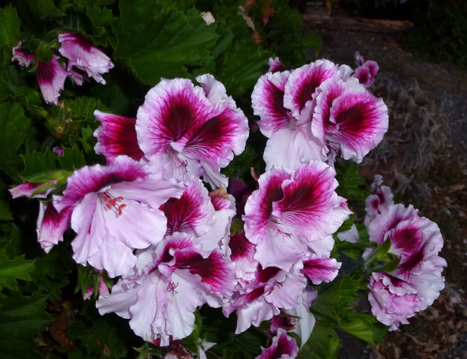 Image of regal pelargonium