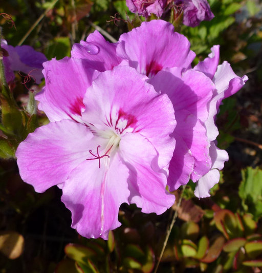 Image of regal pelargonium