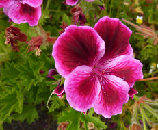 Image of regal pelargonium