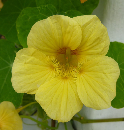 Tropaeolum majus (rights holder: 2012 Zoya Akulova)