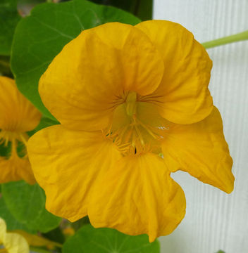 Image of Garden Nasturtium