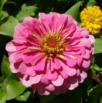 Image of ELEGANT ZINNIA