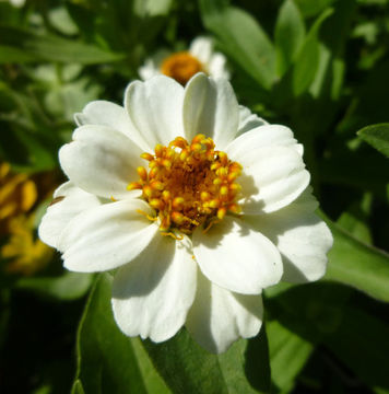 Imagem de Zinnia elegans Jacq.