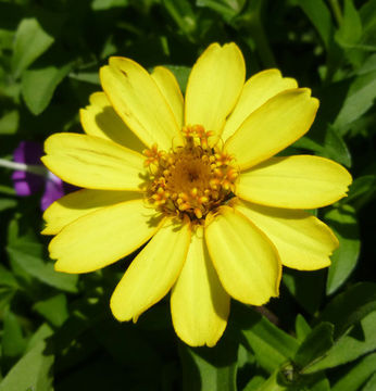 Image of ELEGANT ZINNIA