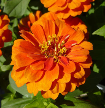 Imagem de Zinnia elegans Jacq.