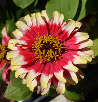 Imagem de Zinnia elegans Jacq.