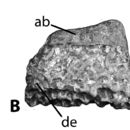 Image of <i>Acaenasuchus geoffreyi</i>