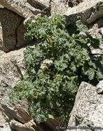 Image of pedicellate phacelia