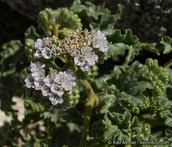 Image of pedicellate phacelia