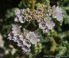 Image of pedicellate phacelia