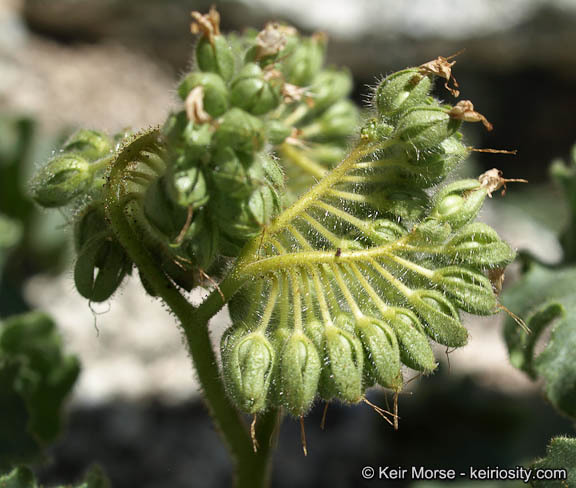 Image of pedicellate phacelia