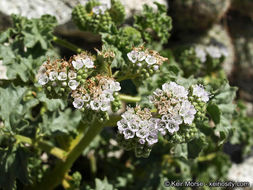 Image of pedicellate phacelia