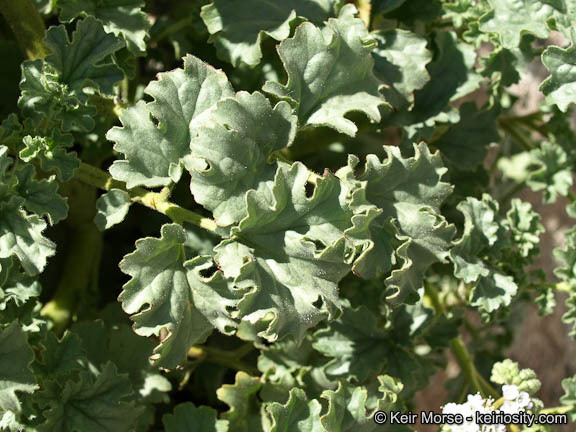 Image of pedicellate phacelia