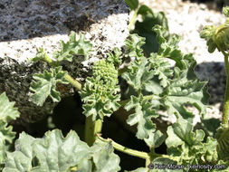 Image of pedicellate phacelia