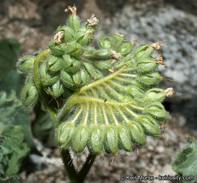 Image of pedicellate phacelia