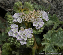 Image of pedicellate phacelia