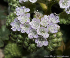 Image of pedicellate phacelia