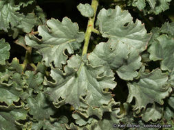 Image of pedicellate phacelia