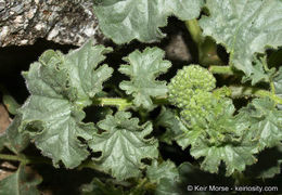 Image of pedicellate phacelia