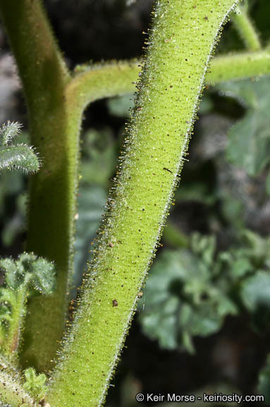 Image of pedicellate phacelia