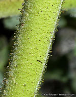 Image of pedicellate phacelia