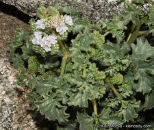 Image of pedicellate phacelia