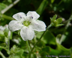 Image of white fiestaflower