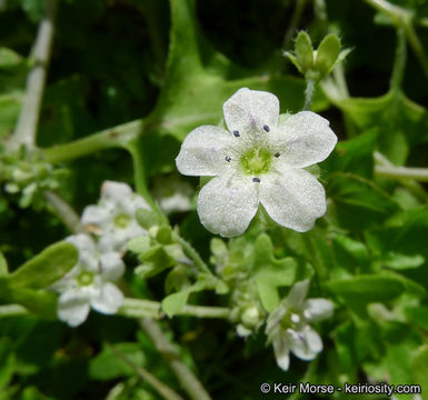 Imagem de Pholistoma membranaceum (Benth.) Constance