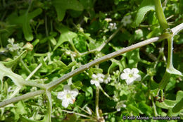 Image of white fiestaflower