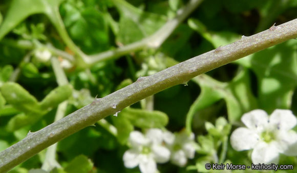 Imagem de Pholistoma membranaceum (Benth.) Constance