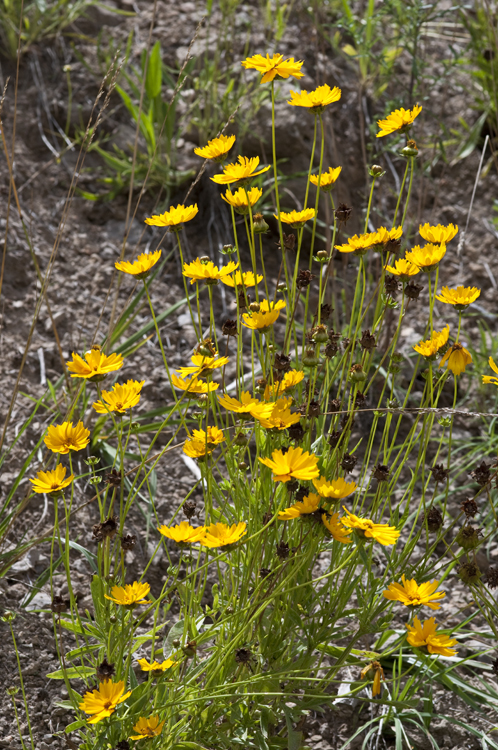 Image of largeflower tickseed